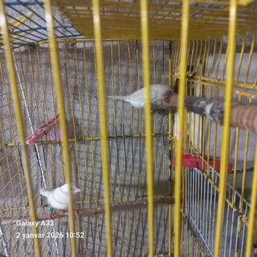 3D panellər: Amadin benqal ag cutler tapilmayan rünglerdir tergiziremndeyensatiram — 1