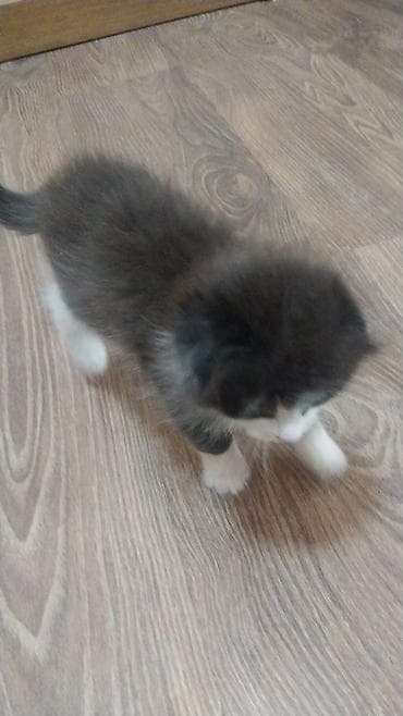 Yumşaq tüklü, qara-ağ rəngli balaca pişik balası. Üzündə və sinəsində