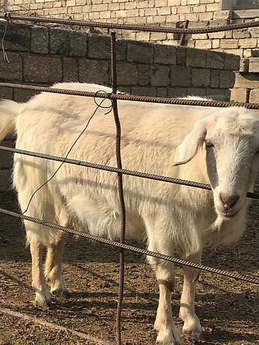 ağ xasqi: Cavan dişi keçi - Cins: Yerli ağ rəngli, - Yaş: Cavan (aktiv və — 2