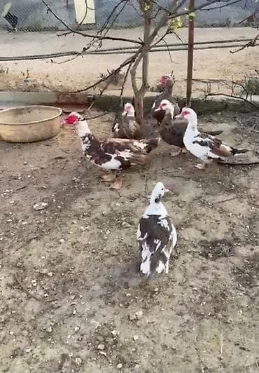 Krasnadar ordəkləri cixdi satişi damazlıga yararlı 2 erkey 3 ana 1