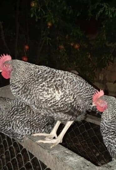 hinduşka yumurta: Toyuq, Damazlıq — 1