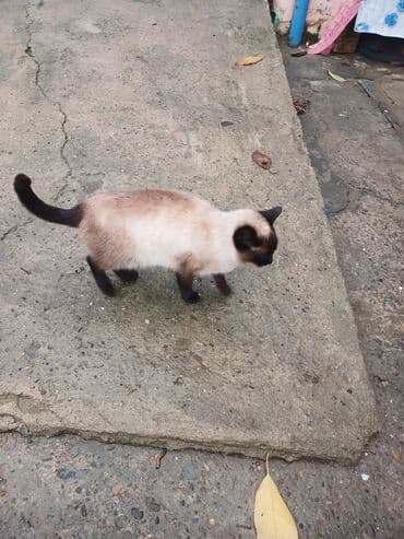 menali it adlari: Siam, Dişi — 5