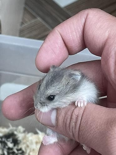 cuca: Hamsterler – Dwarf (cücə) hamsters Xüsusiyyətlər: - Cins: cücə xomyak — 2