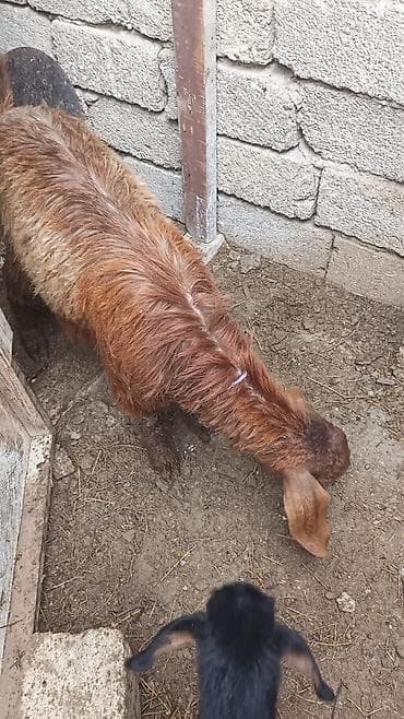 donuz satisi: Nubian tipli qəhvəyi ana keçi və onun balası satılır. Helep ana bala — 1