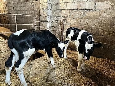 smental dana: 1 erkek 1 dişi — 3