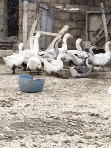 heyvanlara verilen xususi adlar: 10 eded satlir — 3