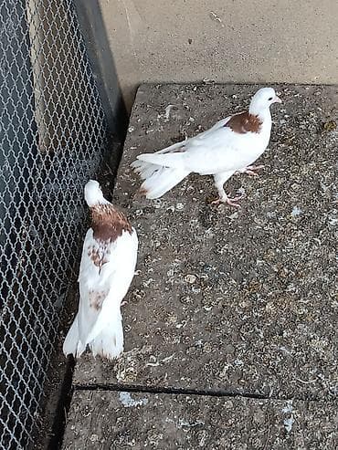 Pişiklər: Cüt balalardı. ata ana peçat orta quyruqlardı. qış balalarıdır biraz — 3