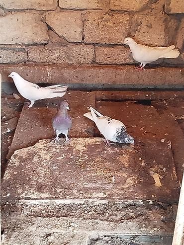 Göyərçinlər: Məhsul: Ev göyərçinləri (çəpər içi saxlanılan) Təsvir: - Bir neçə — 2