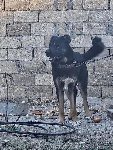 itlərin satşı: Qafqaz çoban iti, 1 il, Erkek, Pulsuz çatdırılma — 4