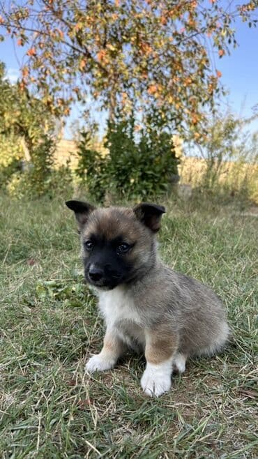 zinqirov iti: 2 ay, Erkek — 10