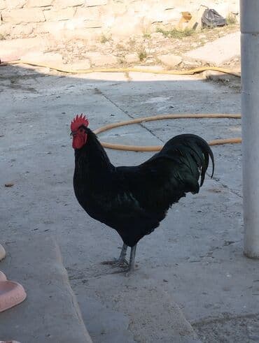 cins ineklerin satisi: Temiz qan avstrolop cuce ve yumurta satisi edilir.Sekilde gorduyunuz — 5