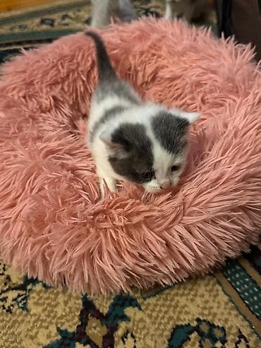 anqora pişik: Yaxşı əllərə — 4