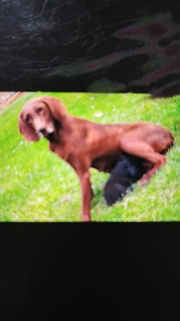 it satısı: Peyvəndli — 2