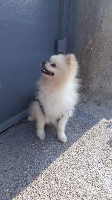 balaca it cinsləri: Şpitz, 1 il, Erkek, Peyvəndli — 3