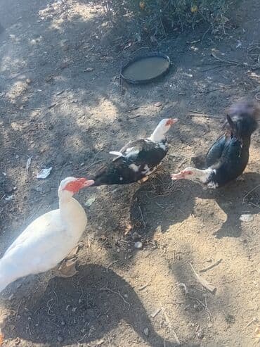 pişik üçün yuva: Musk ördəkləri satılır – təsərrüfat üçün məhsuldar ətlik cins — 3