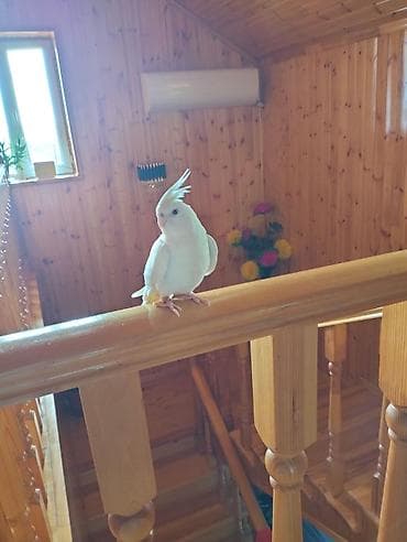 quş xana: Ağ rəngli nimfa papuqayı (Cockatiel) – nadir albino tipli, dekorativ — 6