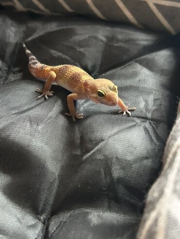 2 dişi qiymet 1ne aiddir . Cüt endirimli olacaq Növ: Leopard gekko