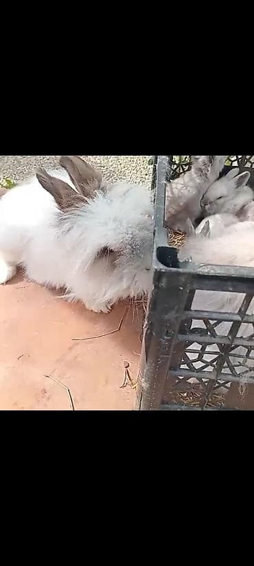 yeher satisi: Dekorativ Lionhead bala dovsanlar Ve Qulaqi sallag dovsanda satilir — 2