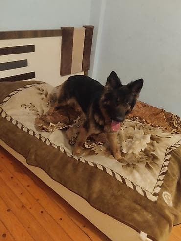 boyuk akvarium: Alman çoban iti, 7 ay, Dişi, Peyvəndli, Ödənişli çatdırılma — 6