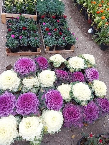 Bağ və balkon üçün dekorativ gül kolları – müxtəlif növlər Məhsul — 2