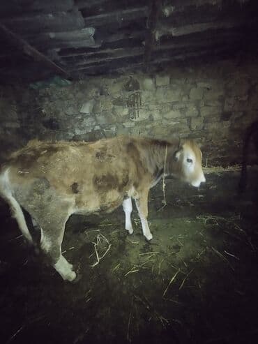 Toyuqlar: Dana, buzov, Erkək, ay: 6, Ətlik — 6