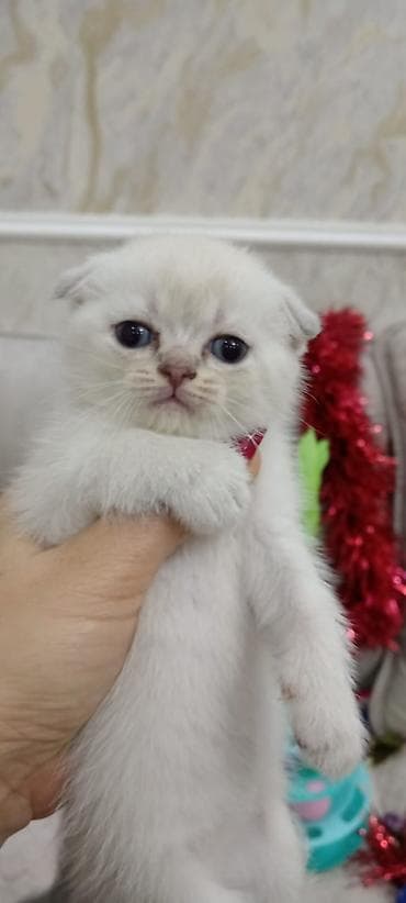 Шотладская вислоухая