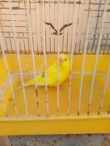 Iki qus (erkek disi) bir boyuk qefes icinde yemi qabi su qabi — 4