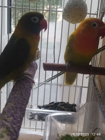 попугай ара цена: Salam, Nerazlucniklər sarı narıncı başlı narıncı quyruqlu cütlər 120 — 6