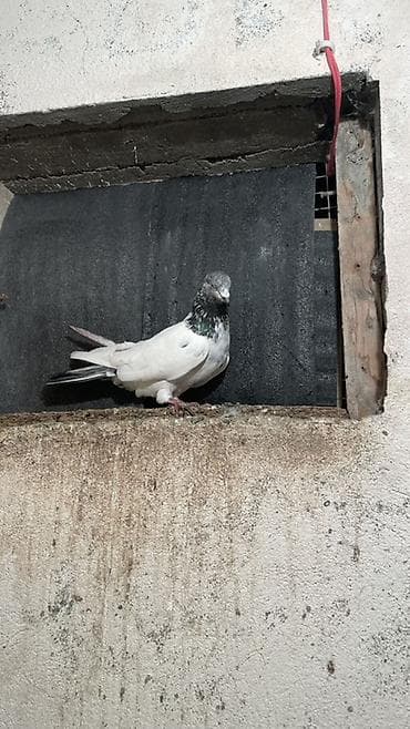 qu qusu: Temiz gözü ağ pakistan erkeydi Məhsul: Göyərçin (ağ rəng — 2