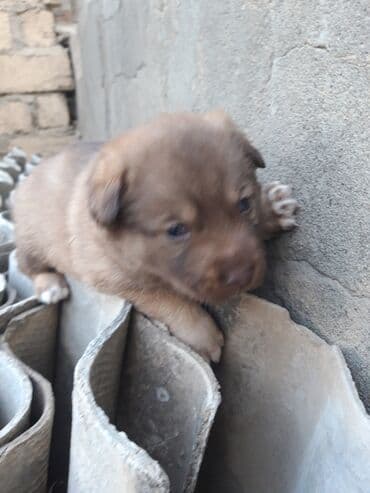 it satisi ucuz: Peyvəndli — 5