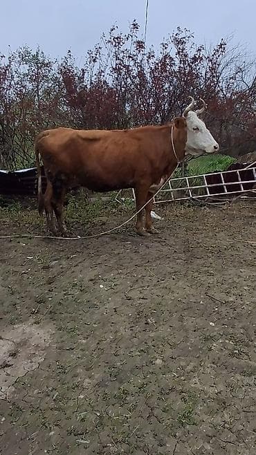 ağdam xoruzu gence: Dişi, il: 6, Damazlıq, Ünvandan götürmə — 4