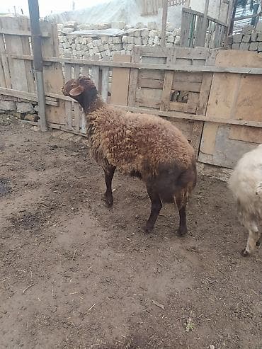 qala qoçu: DAMAZLIQ QALA QOÇU SATILIR 2 YAŞI VAR KEÇƏN İLKİ TOĞLUDUR REAL ALICI — 6