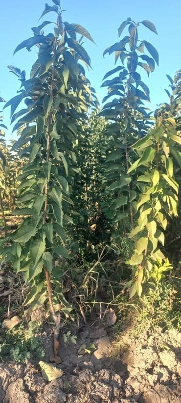 tecili generator satiram: Məhsul: Badam tingləri (yüksək məhsuldar intensiv sortlar) Təsvir: - — 3