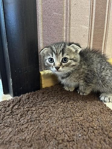 Şotland yastı qulaq, Dişi