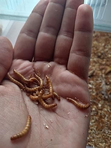 1 otaql: Un Qurdu canlı yem bol protein li dir, heyvanla quşlar balıqlar üçün — 1