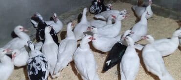 Təcili satılır.Real alıcılar əlaqə saxlaya bilər