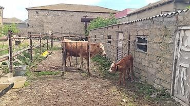 Dişi, Simental, il: 3, 800 kq, Südlük, Ünvandan götürmə