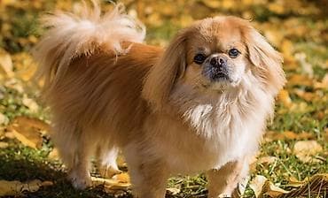 heyet iti: Pekines — 1
