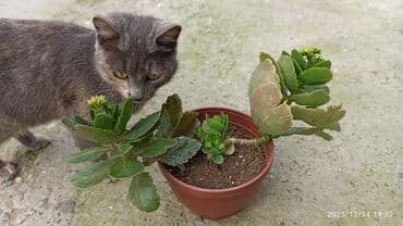 Кухонные принадлежности: Kalanxoe (Kalanchoe) – saksı sukulenti - Növ: Kalanxoe (çiçək açan — 6