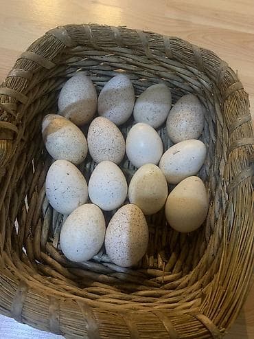 2,50 amerikan bronz hinduşka yumurtası