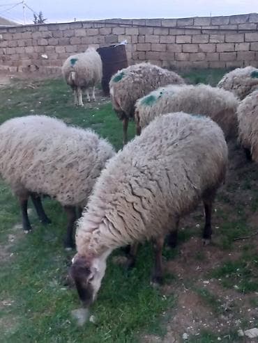 qoyun sortlari: Salam qoyunlar satılır 8dənə heyvandı cavan heyvanlardı tam sağlam — 6