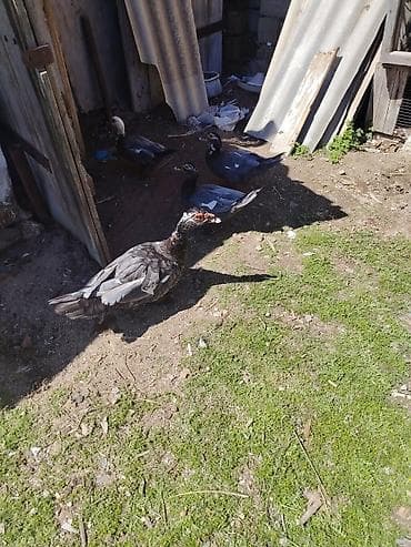 ordek satisi: Şəkildəki Macarıstan sortu Lal ördəklər satılır. 1 dənəsi kürt düşüb — 9