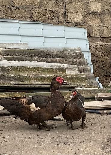 cins itler: Dişi, | Lal ördək, Yumurtalıq, Ünvandan götürmə — 1