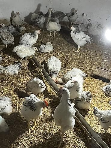 it bazari hardadi: Safran tüklü ağ-qara rəngli ətlik/toyuk sürüsü - Növ: kənd toyuğu — 1