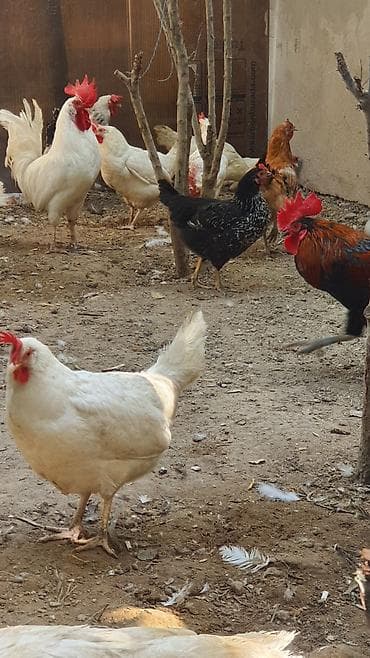 it satisi: Salam yumurtalayan toyuglarımız satılır.logman vayt ag toyuglar — 1