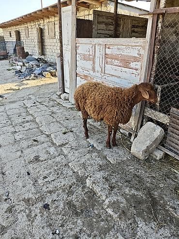 bordaq qoyun: 7ayliqdi saglam heyvandi — 5