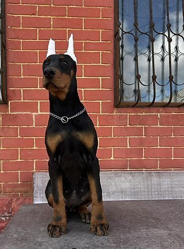 avcarka balaları: Doberman, 3 ay, Dişi, Peyvəndli — 3