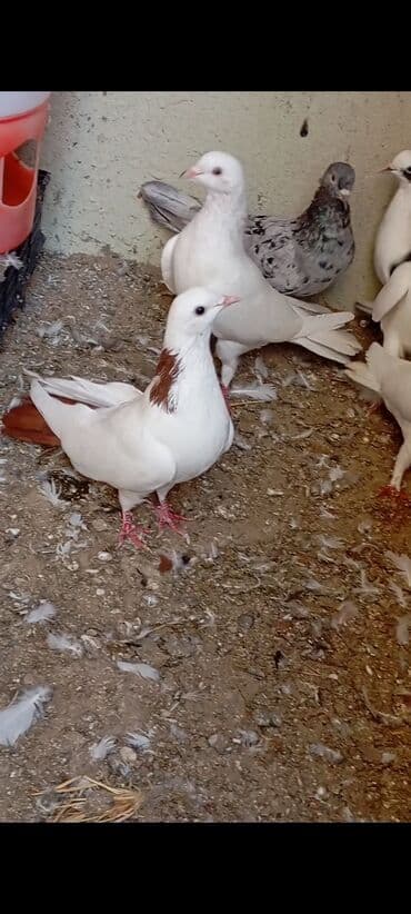 кошки в баку: Dəstə qırmızı quyruq qırmızı boynu güllü maya Ünvan-Masazır — 2