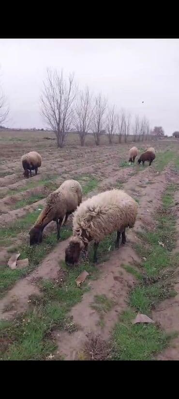 продам собаку доска объявлений sobaka: Qala qoyunlari təmiz heyvanlardi cavandilar tecili satilir pul — 4