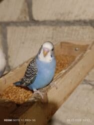 большая клетка для морской свинки: Dalmatin və müxtəlif rəng mutasiyalı dalğıç (büdcərigar) nimçələri - — 8